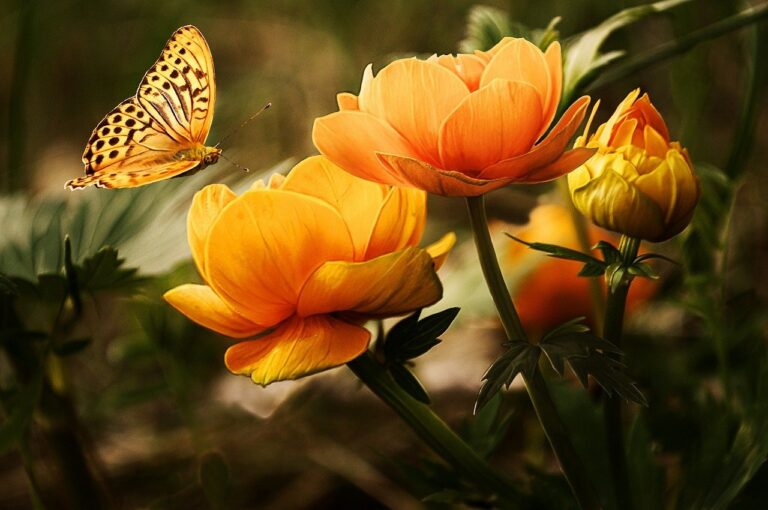 Butterfly Flower
