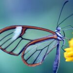 Transparent butterfly