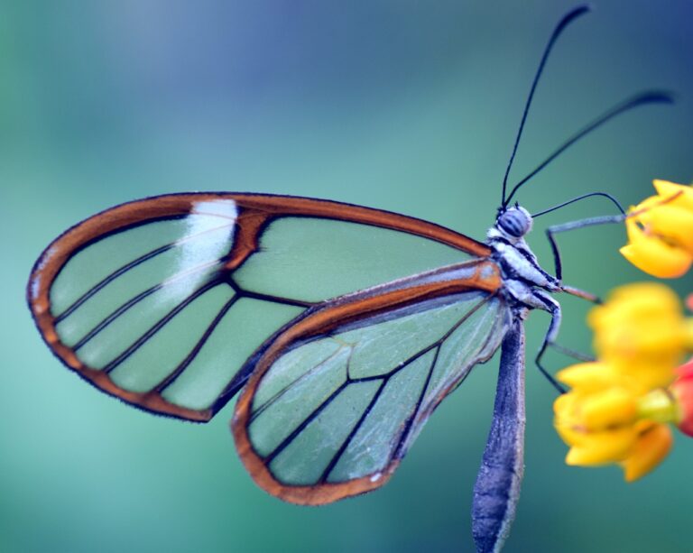 Transparent butterfly